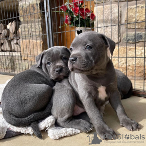 Photo №1. staffordshire terrier anglais - à vendre en ville de Berlin | négocié | Annonce №119706