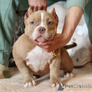 Photo №3. Champion Bloodline Pocket American Bully Puppies à vendre!. USA