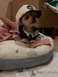 Photo №2 de l'annonce № 163332 de la vente yorkshire terrier - acheter à Monténégro annonce privée, de l'abri