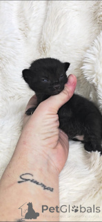 Photo №1. persan - à vendre en ville de Unterhaching | Gratuit | Annonce № 135474