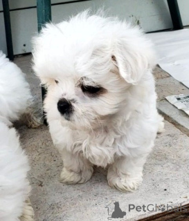 Photo №1. bichon maltais - à vendre en ville de Wolfsburg | 210€ | Annonce №148565