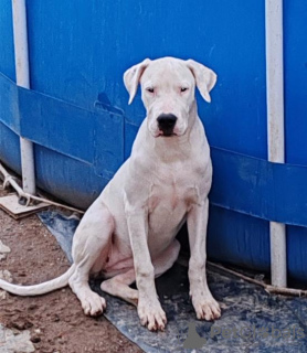 Photos supplémentaires: Chiots Dogue Argentin