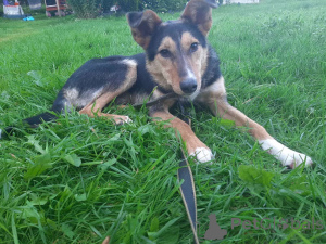 Photo №2 de l'annonce № 174110 de la vente chien bâtard - acheter à Biélorussie annonce privée