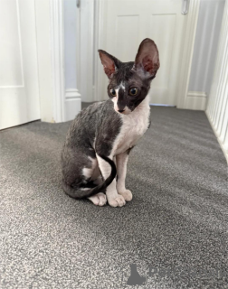 Photo №1. cornish rex - à vendre en ville de Alsdorf | 350€ | Annonce № 151654
