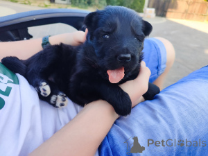 Photo №3. Shepherd allemand à long terme FCI. Pologne