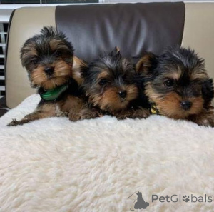 Photo №1. yorkshire terrier - à vendre en ville de Varsovie | négocié | Annonce №162687