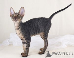 Photo №1. cornish rex - à vendre en ville de Murau | 350€ | Annonce № 178574