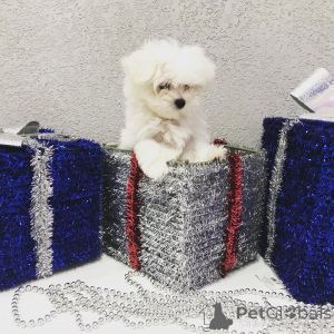 Photo №3. Beaux chiots de bébés miniatures à vendre. USA