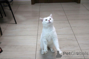 Photos supplémentaires: Le chat blond Zephyr cherche de toute urgence un foyer