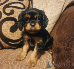 Photo №4. Je vais vendre cavalier king charles spaniel en ville de Brugette. annonce privée, éleveur - prix - 800€