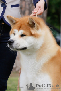 Photo №1. Service d'accouplement - race: akita (chien). Prix - 426€