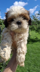 Photo №2 de l'annonce № 148739 de la vente lhassa apso, spitz nain, shih tzu - acheter à Lituanie annonce privée, de la fourrière, éleveur