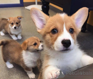 Photo №3. Chiots corgi gallois. Fédération de Russie