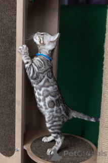 Photo №3. Garçon du Bengale en couleur rosette sur argent. Biélorussie