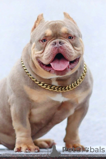 Photos supplémentaires: Chiots American Bully Pocket