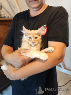 Photo №3. Adorable chaton Maine coon adopter urgent. Belgique