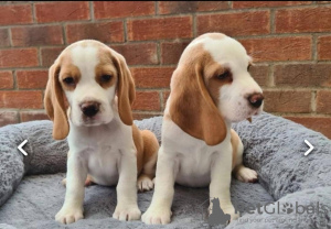 Photo №2 de l'annonce № 34506 de la vente beagle - acheter à Fédération de Russie 