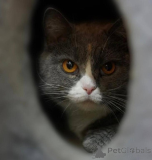 Photo №3. Fenusha, 4 ans, dame potelée aux yeux ambrés.. Fédération de Russie