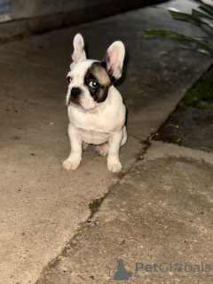 Photo №2 de l'annonce № 127738 de la vente bouledogue - acheter à Serbie annonce privée