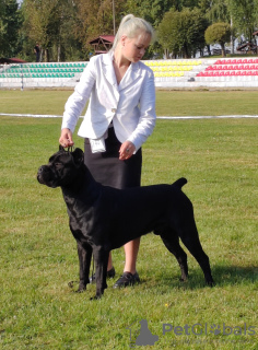 Photo №1. Service d'accouplement - race: cane corso. Prix - négocié