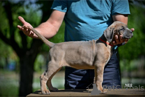 Photos supplémentaires: Chiots Cane Corso