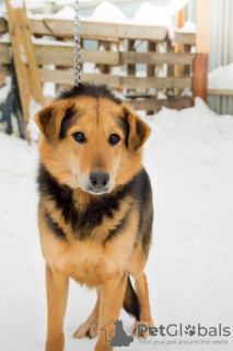 Photo №4. Je vais vendre chien bâtard en ville de Perm. de l'abri - prix - Gratuit