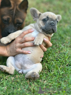 Photos supplémentaires: Chiots à vendre Chiots bouledogues français très mignons