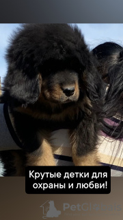 Photo №1. dogue du tibet - à vendre en ville de Karaganda | 426€ | Annonce №45539