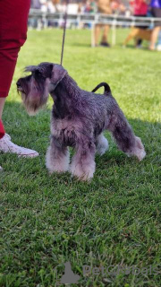 Photos supplémentaires: Chiots Schnauzer nain