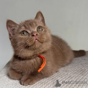 Photo №2 de l'annonce № 169873 de la vente british shorthair - acheter à Allemagne éleveur