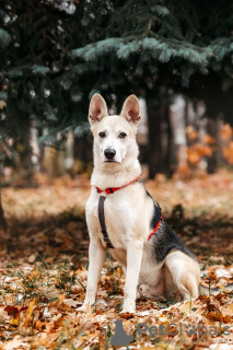 Photo №1. chien bâtard - à vendre en ville de Москва | Gratuit | Annonce №127947