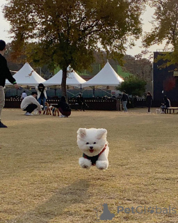 Photo №2 de l'annonce № 167176 de la vente bichon maltais - acheter à Allemagne annonce privée, de l'abri
