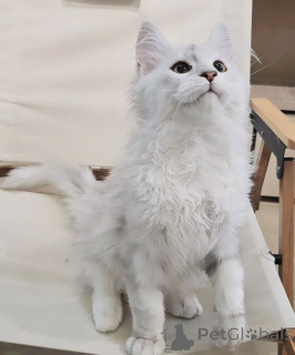 Photo №2 de l'annonce № 155914 de la vente maine coon - acheter à Allemagne éleveur