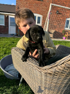 Photo №1. labrador retriever - à vendre en ville de Berlin | 800€ | Annonce №137802