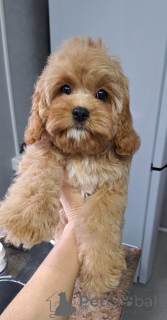 Photo №2 de l'annonce № 160684 de la vente kavapoun - acheter à Biélorussie 