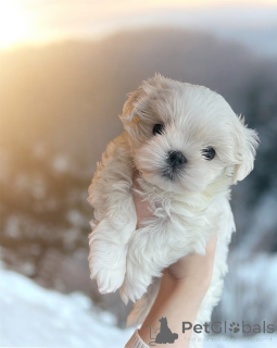 Photo №1. bichon maltais - à vendre en ville de Gavirzhov | 339€ | Annonce №161331