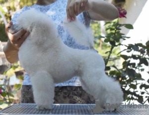 Photos supplémentaires: Chiots caniche nain blanc