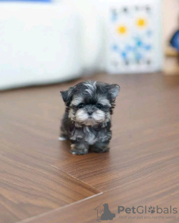 Photo №2 de l'annonce № 123120 de la vente yorkshire terrier - acheter à USA éleveur