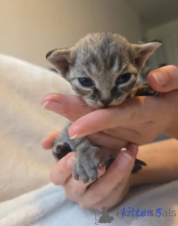 Photo №1. devon rex - à vendre en ville de Munich | négocié | Annonce № 161067