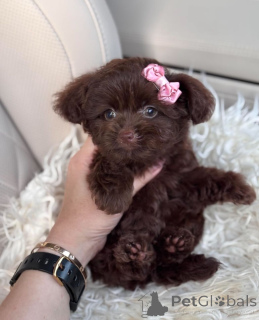 Photo №3. Dean Janet Kay Puppies House. USA