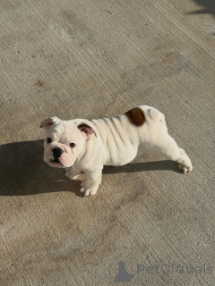 Photo №1. bulldog anglais - à vendre en ville de Könnern | 300€ | Annonce №173721