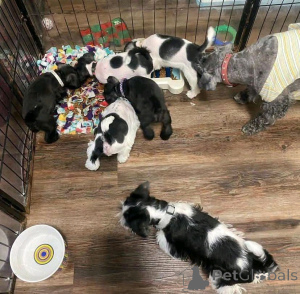 Photo №2 de l'annonce № 138979 de la vente schnauzer miniature - acheter à USA annonce privée, éleveur