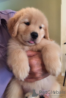 Photo №2 de l'annonce № 46540 de la vente golden retriever - acheter à USA annonce privée