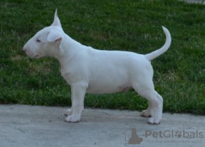 Photos supplémentaires: chiots bull terrier a vendre