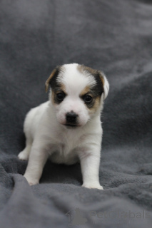 Photo №4. Je vais vendre jack russell terrier en ville de Gomel. annonce privée - prix - 188€