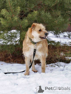Photo №3. Le mignon loup barbu attend toujours son homme. Fédération de Russie