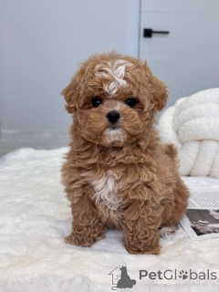 Photo №4. Je vais vendre maltipu en ville de Victor Harbor. éleveur - prix - 744€