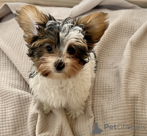 Photo №1. biewer yorkshire terrier - à vendre en ville de Tbilissi | 531€ | Annonce №135451