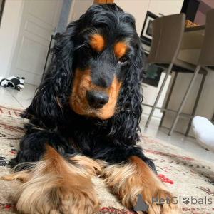 Photo №4. Je vais vendre cocker américain en ville de St. Louis.  - prix - 638€