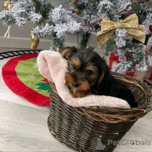 Photo №1. yorkshire terrier - à vendre en ville de Helsinki | 500€ | Annonce №163972